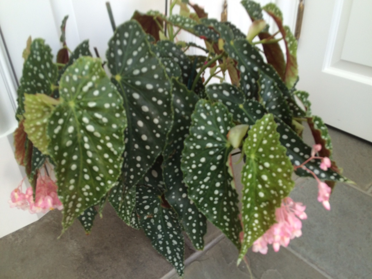 B. ‘Guardian Angel’